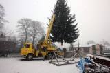 5G6H9902: Foto: Kutnohorské náměstí ozdobí vánoční smrk z Vysočiny!