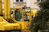 7G6H0010: Foto: Kutnohorské náměstí ozdobí vánoční smrk z Vysočiny!