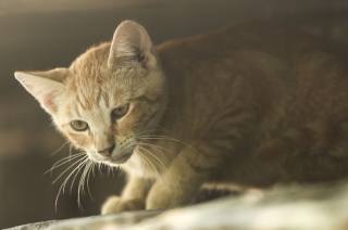 V Kolíně chystají na začátku června I. národní výstavu koček