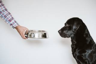 Jak sestavit psí jídelníček?