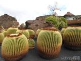 20240310215004_5: Kaktusová zahrada Jardin de Cactus de Lanzarote - Z Čáslavi na vulkanické Lanzarote na Kanárských ostrovech