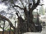 20240327215136_jeruz117: Getsemanská zahrada - Hrob Panny Marie v Jeruzalémě objektivem čáslavského cestovatele
