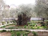 20240327215138_jeruz119: Getsemanská zahrada - Hrob Panny Marie v Jeruzalémě objektivem čáslavského cestovatele