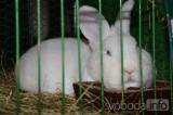 DSC_0824: Chovatelé z Hostovlic připravili XXVI. zimní oblastní výstavu králíků a holubů