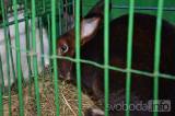 DSC_0825: Chovatelé z Hostovlic připravili XXVI. zimní oblastní výstavu králíků a holubů