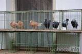 DSC_0829: Chovatelé z Hostovlic připravili XXVI. zimní oblastní výstavu králíků a holubů