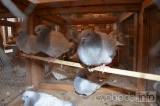 DSC_0844: Chovatelé z Hostovlic připravili XXVI. zimní oblastní výstavu králíků a holubů