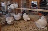 DSC_0857: Chovatelé z Hostovlic připravili XXVI. zimní oblastní výstavu králíků a holubů
