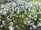 20160327_50: Zima definitivně končí, na Karlově v Kutné Hoře kvetou Ladoňky