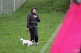 20160410_IMG_0053: Foto: Závody v agility na kutnohorském cvičáku otestovaly spolupráci psovoda se psem