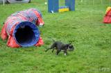 20160410_IMG_9942: Foto: Závody v agility na kutnohorském cvičáku otestovaly spolupráci psovoda se psem