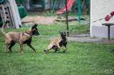 20160417_x-8271: Na kolínském psím cvičáku skládali mezinárodní zkoušky