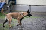 20160417_x-8276: Na kolínském psím cvičáku skládali mezinárodní zkoušky