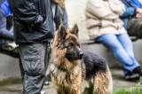 20160417_x-8311: Na kolínském psím cvičáku skládali mezinárodní zkoušky