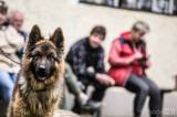 20160417_x-8312: Na kolínském psím cvičáku skládali mezinárodní zkoušky