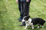 20160417_x-8323: Na kolínském psím cvičáku skládali mezinárodní zkoušky