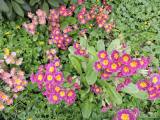 20160427_DSCN8501: Obyvatelé Uhlířských Janovic se v těchto dnech mohou potěšit květy petrklíčů