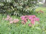 20160427_DSCN9794: Obyvatelé Uhlířských Janovic se v těchto dnech mohou potěšit květy petrklíčů