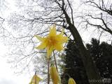 20160501_DSCN9505: Foto, video: Květ vzácné rostliny můžete vidět v Uhlířských Janovicích