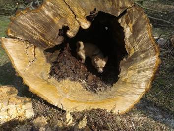 V obci Tlučeň na Kutnohorsku nahradili pokácený strom nově vysazeným