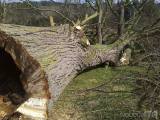 20160503_09: V obci Tlučeň na Kutnohorsku nahradili pokácený strom nově vysazeným