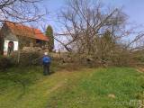 20160503_13: V obci Tlučeň na Kutnohorsku nahradili pokácený strom nově vysazeným