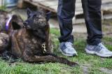 Foto: V Kolíně se na světovém šampionátu předváděli psí krasavci