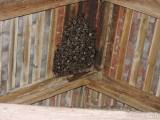 20160517_DSCN9600: Půdu evagelického kostela v Semtěši si zabydlela kolonie netopýrů
