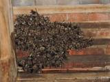 20160517_DSCN9604: Půdu evagelického kostela v Semtěši si zabydlela kolonie netopýrů