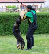 20160526_112: Foto: Ukázky výcviku psů v Nových Dvorech sklidily potlesk diváků