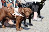 20160626125336_IMG_4638: Foto: Palackého náměstí v Kutné Hoře hostilo závody ve výkonu vodích psů