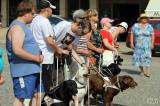 20160626125337_IMG_4641: Foto: Palackého náměstí v Kutné Hoře hostilo závody ve výkonu vodích psů