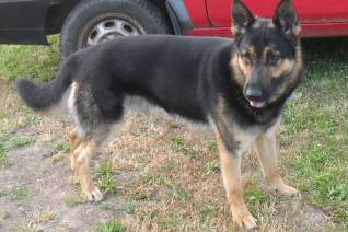 Prosí o pomoc při hledání psa Šarika, ztratil se u Močovic
