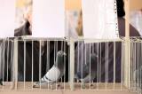 20161211162414_5G6H6565: Foto: V sále křesetické hospody U Nevolů v sobotu obdivovali poštovní holuby