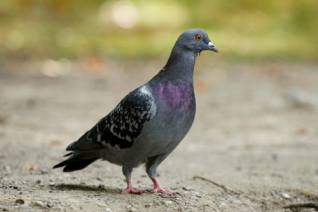 Českobrodští holubi se střílet nebudou, postačí klece