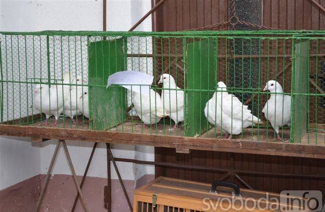 Na oblastní výstavu králíků můžete do Hostovlic vyrazit o víkendu