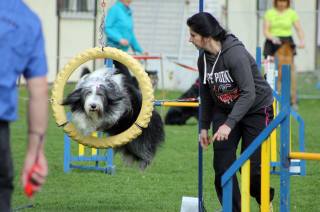 Foto: Kutnohorské kynologické cvičiště v neděli hostilo závody psů v agility
