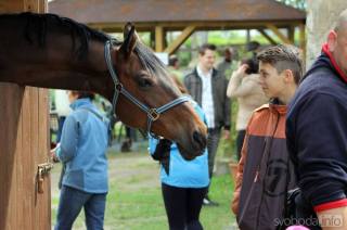 Den s koňmi v jízdárně Karlov nabídne pestrý program
