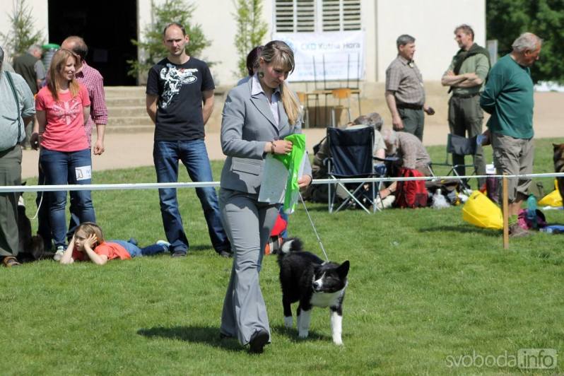 Na výstavě psů na zámku Kačina v sobotu uvidíte téměř tři stovky psů 65 plemen