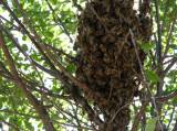 20170603075747_10: Do Jeníkovské ulice v Čáslavi přivolali k roji včelaře