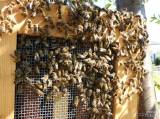 20170603075748_DSCN4822: Do Jeníkovské ulice v Čáslavi přivolali k roji včelaře