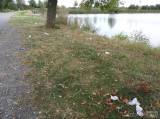 20170902000622_DSCN7604: Okolí čáslavského rybníku Homolka se stává smetištěm!