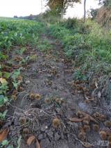 20171001010346_caslav-kastany20: Kaštan jedlý u Homolky - Také v Čáslavi rostou tři jedlé kaštanovníky, které v těchto dnech plodí