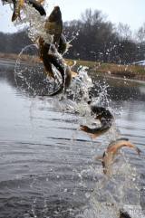 20180327163926_dsc_9385: Foto: Kolínští rybáři v úterý vysadili do vody 8 000 kaprů!