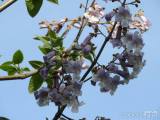 20180429215747_DSCN4518: V Čáslavi kvetou čínské národní stromy - paulownie plstnaté