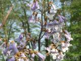 20180429215749_DSCN4526: V Čáslavi kvetou čínské národní stromy - paulownie plstnaté