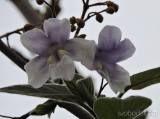 20180429215755_caslav0517: V Čáslavi kvetou čínské národní stromy - paulownie plstnaté