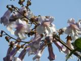 20180429215756_caslav0523: V Čáslavi kvetou čínské národní stromy - paulownie plstnaté