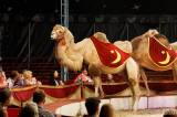 img_5381m: Foto: Prvnímu představení cirkusu Humberto diváci tleskali ve čtvrtek