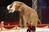 img_5462m: Foto: Prvnímu představení cirkusu Humberto diváci tleskali ve čtvrtek